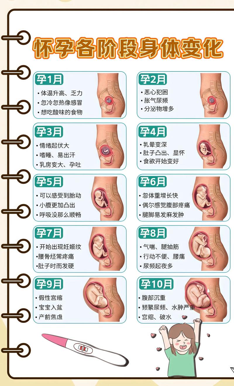 揭秘供卵代孕妈妈怀孕小腹分两节，孕期变化的奥秘鹤岗代生机构: